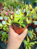 Nepenthes Dzbanecznik rosiczka owadożerna na muchy