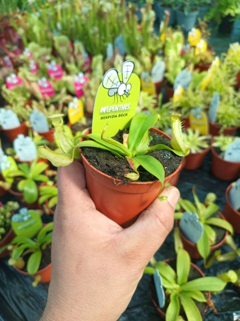 Nepenthes Dzbanecznik rosiczka owadożerna na muchy Nepenthes Dzbanecznik rosiczka owadożerna na muchy