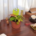 Nepenthes Dzbanecznik rosiczka owadożerna na muchy