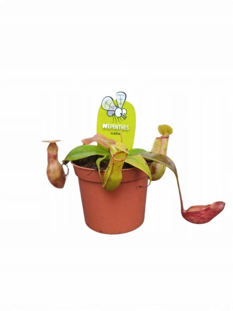 Nepenthes Dzbanecznik rosiczka owadożerna na muchy Nepenthes Dzbanecznik rosiczka owadożerna na muchy
