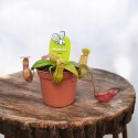 Nepenthes Dzbanecznik rosiczka owadożerna na muchy
