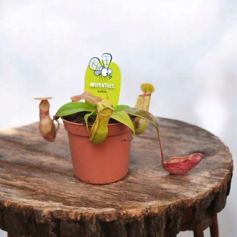 Nepenthes Dzbanecznik rosiczka owadożerna na muchy Nepenthes Dzbanecznik rosiczka owadożerna na muchy
