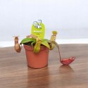 Nepenthes Dzbanecznik rosiczka owadożerna na muchy