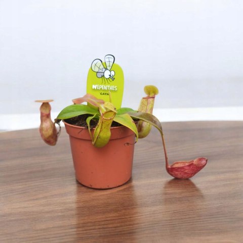 Nepenthes Dzbanecznik rosiczka owadożerna na muchy Nepenthes Dzbanecznik rosiczka owadożerna na muchy