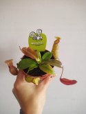Nepenthes Dzbanecznik rosiczka owadożerna na muchy