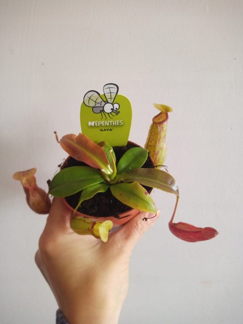 Nepenthes Dzbanecznik rosiczka owadożerna na muchy Nepenthes Dzbanecznik rosiczka owadożerna na muchy