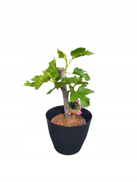 Osłonka MOZA 18 cm tworzywo sztuczne czarny Osłonka MOZA 18 cm tworzywo sztuczne czarny