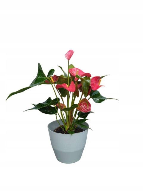 Osłonka MOZA 18 cm tworzywo sztuczne szary Osłonka MOZA 18 cm tworzywo sztuczne szary