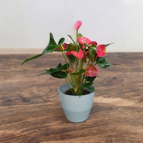 Osłonka MOZA 18 cm tworzywo sztuczne szary Osłonka MOZA 18 cm tworzywo sztuczne szary