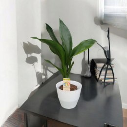 Osłonka Moza 18 cm tworzywo sztuczne biały