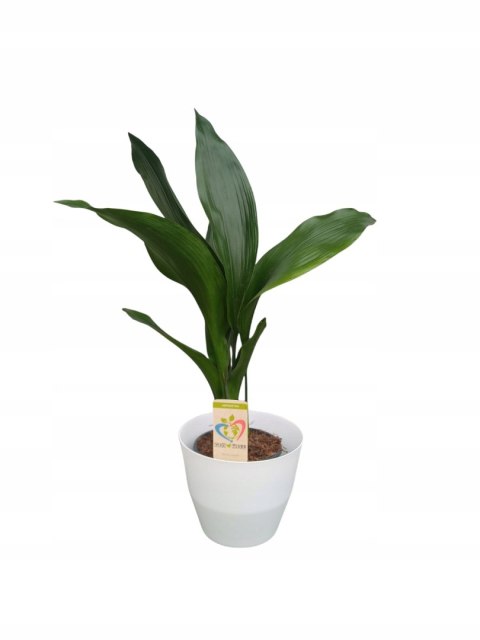 Osłonka Moza 18 cm tworzywo sztuczne biały Osłonka Moza 18 cm tworzywo sztuczne biały
