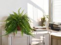 Paproć nephrolepis exaltata Boston Paprotka zwykła Nefrolepis Fern XXL