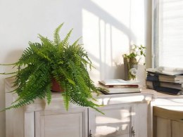 Paproć nephrolepis exaltata Boston Paprotka zwykła Nefrolepis Fern XXL