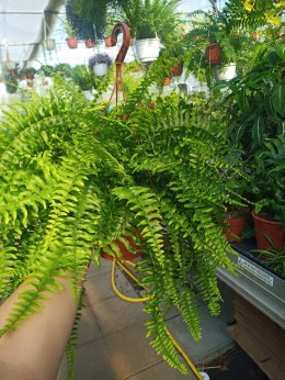 Paproć nephrolepis exaltata Boston Paprotka zwykła Nefrolepis Fern XXL