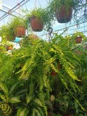 Paproć nephrolepis exaltata Boston Paprotka zwykła Nefrolepis Fern XXL