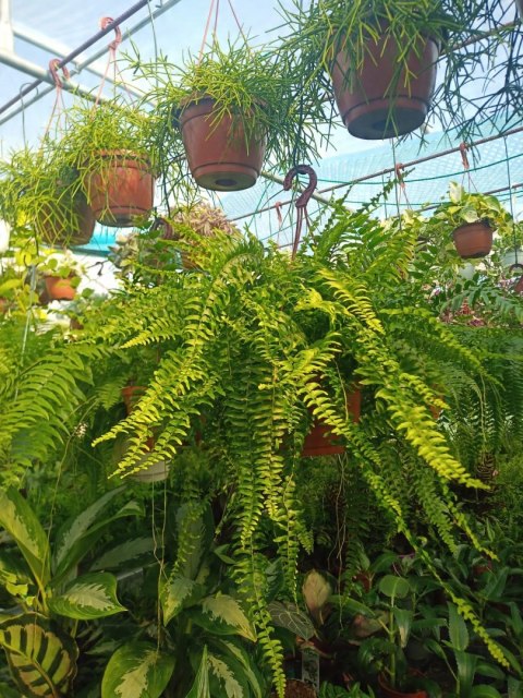 Paproć nephrolepis exaltata Boston Paprotka zwykła Nefrolepis Fern XXL Paproć nephrolepis exaltata Boston Paprotka zwykła Nefrolepis Fern XXL