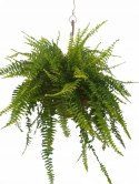 Paproć nephrolepis exaltata Boston Paprotka zwykła Nefrolepis Fern XXL