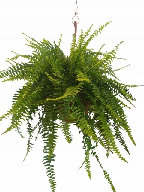 Paproć nephrolepis exaltata Boston Paprotka zwykła Nefrolepis Fern XXL Paproć nephrolepis exaltata Boston Paprotka zwykła Nefrolepis Fern XXL