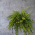 Paproć nephrolepis exaltata Boston Paprotka zwykła Nefrolepis Fern XXL