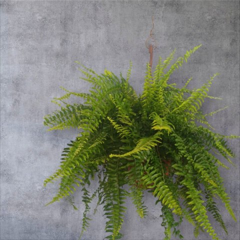 Paproć nephrolepis exaltata Boston Paprotka zwykła Nefrolepis Fern XXL Paproć nephrolepis exaltata Boston Paprotka zwykła Nefrolepis Fern XXL