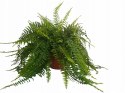 Paproć nephrolepis exaltata Boston Paprotka zwykła Nefrolepis Fern XXL