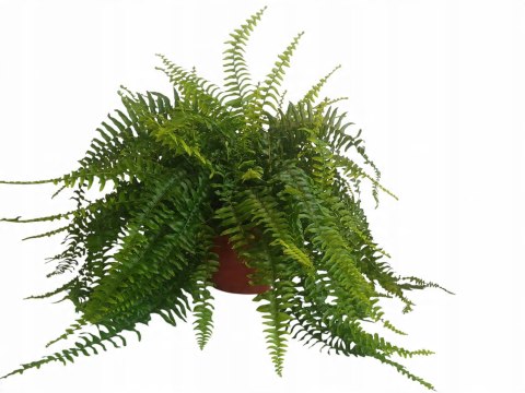 Paproć nephrolepis exaltata Boston Paprotka zwykła Nefrolepis Fern XXL Paproć nephrolepis exaltata Boston Paprotka zwykła Nefrolepis Fern XXL