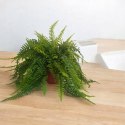 Paproć nephrolepis exaltata Boston Paprotka zwykła Nefrolepis Fern XXL