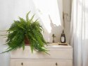 Paproć nephrolepis exaltata Boston Paprotka zwykła Nefrolepis Fern XXL