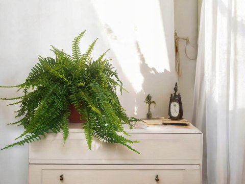 Paproć nephrolepis exaltata Boston Paprotka zwykła Nefrolepis Fern XXL Paproć nephrolepis exaltata Boston Paprotka zwykła Nefrolepis Fern XXL