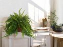 Paproć nephrolepis exaltata Boston Paprotka zwykła Nefrolepis Fern XXL