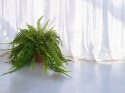 Paproć nephrolepis exaltata Boston Paprotka zwykła Nefrolepis Fern XXL
