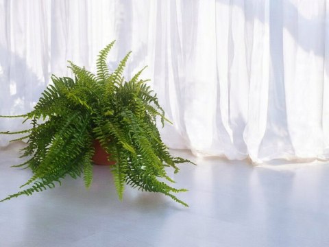 Paproć nephrolepis exaltata Boston Paprotka zwykła Nefrolepis Fern XXL Paproć nephrolepis exaltata Boston Paprotka zwykła Nefrolepis Fern XXL