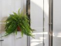 Paproć nephrolepis exaltata Boston Paprotka zwykła Nefrolepis Fern XXL