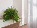 Paproć nephrolepis exaltata Boston Paprotka zwykła Nefrolepis Fern XXL