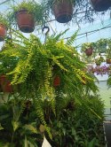 Paproć nephrolepis exaltata Boston Paprotka zwykła Nefrolepis Fern XXL