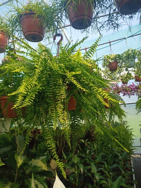 Paproć nephrolepis exaltata Boston Paprotka zwykła Nefrolepis Fern XXL Paproć nephrolepis exaltata Boston Paprotka zwykła Nefrolepis Fern XXL