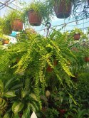 Paproć nephrolepis exaltata Boston Paprotka zwykła Nefrolepis Fern XXL