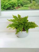 Paproć nephrolepis exaltata Can Can Paprotka Królewska PROD. PL