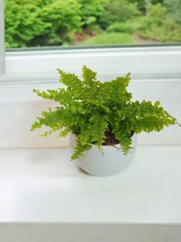 Paproć nephrolepis exaltata Can Can Paprotka Królewska PROD. PL