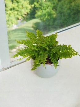 Paproć nephrolepis exaltata Can Can Paprotka Królewska PROD. PL