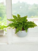 Paproć nephrolepis exaltata Can Can Paprotka Królewska PROD. PL