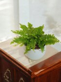 Paproć nephrolepis exaltata Can Can Paprotka Królewska PROD. PL
