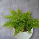 Paproć nephrolepis exaltata Can Can Paprotka Królewska PROD. PL