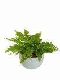 Paproć nephrolepis exaltata Can Can Paprotka Królewska PROD. PL