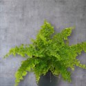Paproć nephrolepis exaltata Can Can Paprotka Królewska PROD. PL