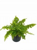 Paproć nephrolepis exaltata Can Can Paprotka Królewska PROD. PL
