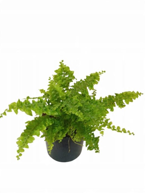 Paproć nephrolepis exaltata Can Can Paprotka Królewska PROD. PL Paproć nephrolepis exaltata Can Can Paprotka Królewska PROD. PL