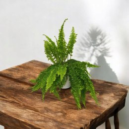 Paproć nephrolepis exaltata Can Can Paprotka Królewska WiszącaXXL