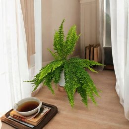 Paproć nephrolepis exaltata Can Can Paprotka Królewska WiszącaXXL