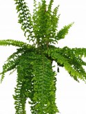 Paproć nephrolepis exaltata Can Can Paprotka Królewska WiszącaXXL